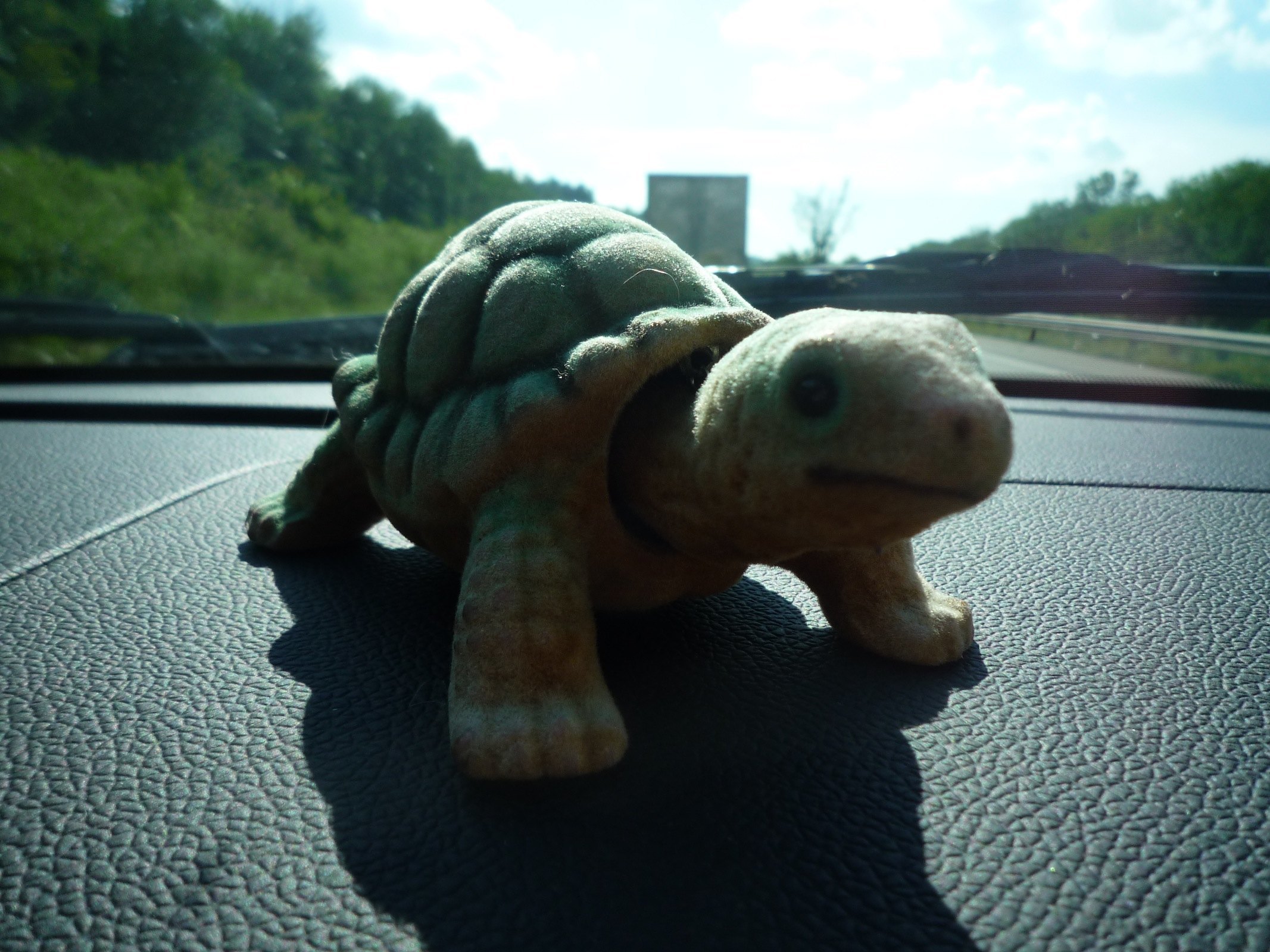 Tony Turtle